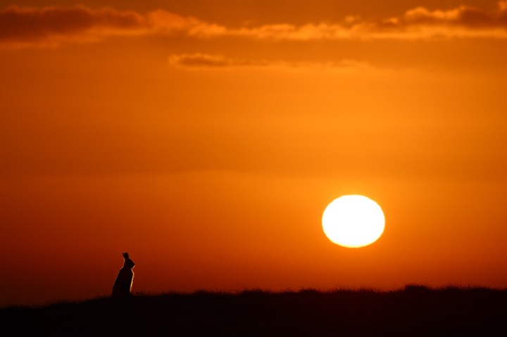 mountain-hare-at-dawn
